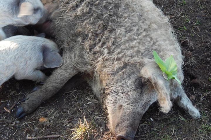 В Сибири при переписи обнаружили кудрявых и пушистых свиней
